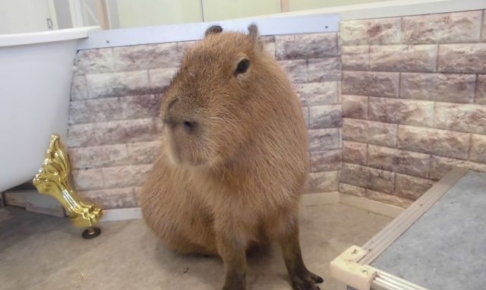 「アニタッチみなとみらい」のカピバラ