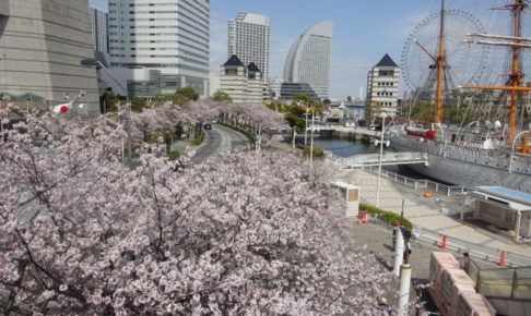 みなとみらい「さくら通り」の桜（動く歩道からの景色）