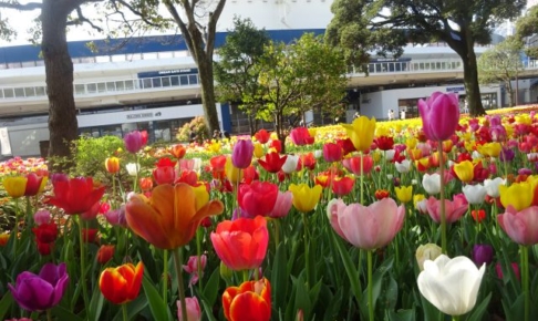 横浜公園のチューリップ