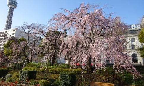 山下公園の桜（横浜マリンタワーとしだれ桜）