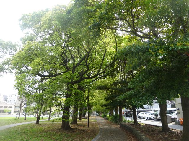 横浜駅西口「沢渡中央公園」木々と公園内の散歩道(木々がトンネルのようになっている)