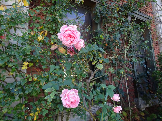 横浜山手「岩崎ミュージアム（山手ゲーテ座）」の外壁に咲くピンクのバラ