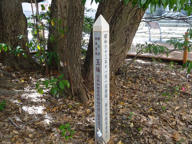 横浜開港資料館の中庭にあるたまくすの木の案内「横浜市地域史跡 玉楠（日米和親条約締結の地に残るタブノキ）」と記載あり