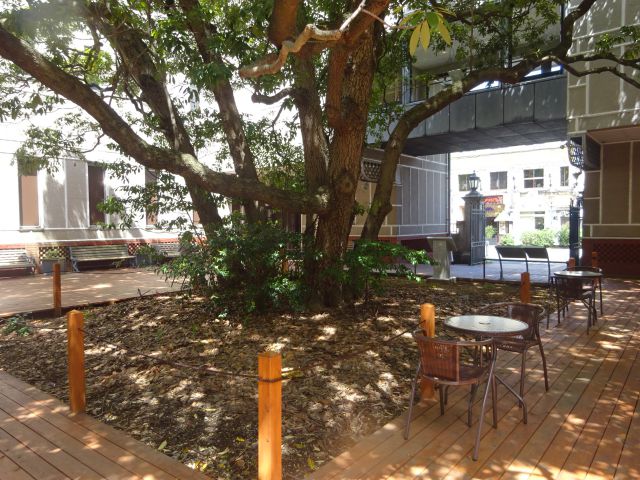 横浜開港資料館の中庭の様子とたまくすの木