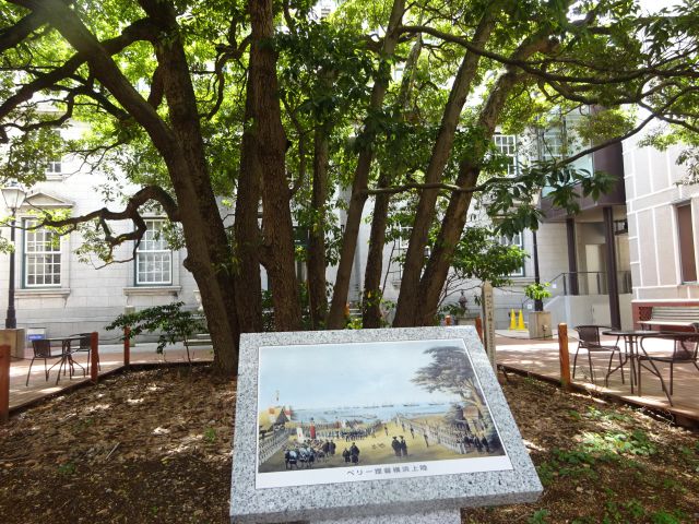 横浜開港資料館の中庭にあるたまくすの木と「ペリー提督横浜上陸」の絵